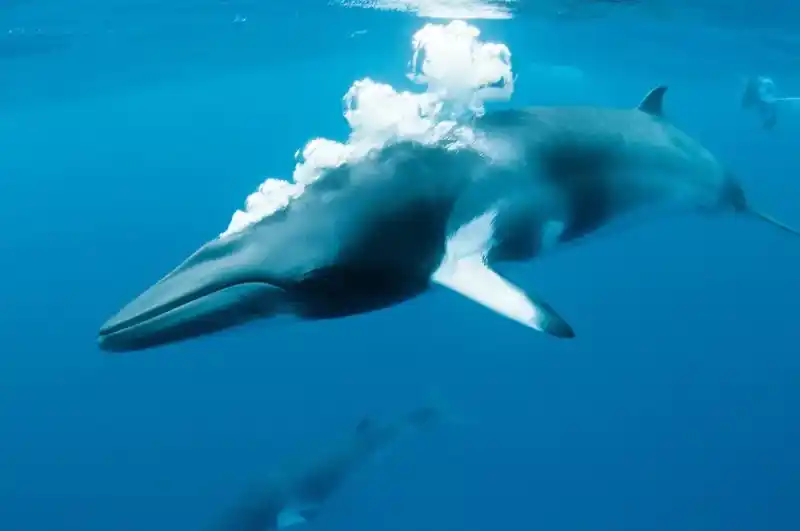 Minke whale (common minke whale)