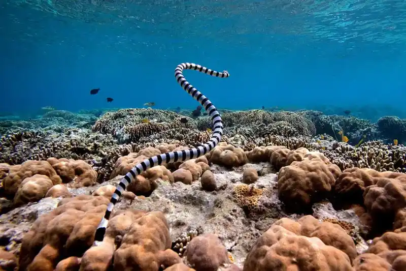 Sea Snakes (Overview)