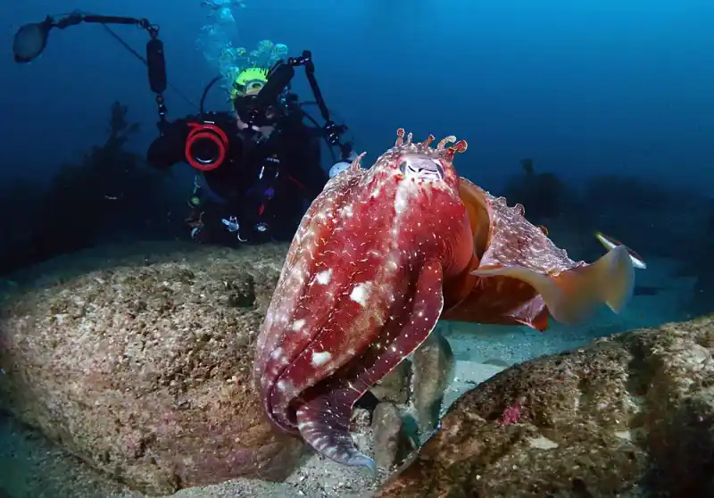 Australian giant squid