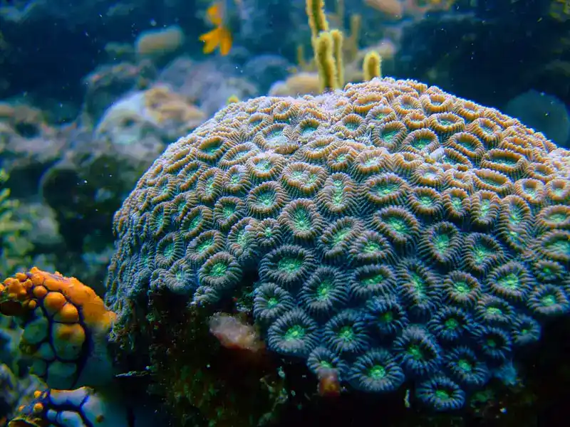 Ornate honeycomb coral (or ornate brain coral)