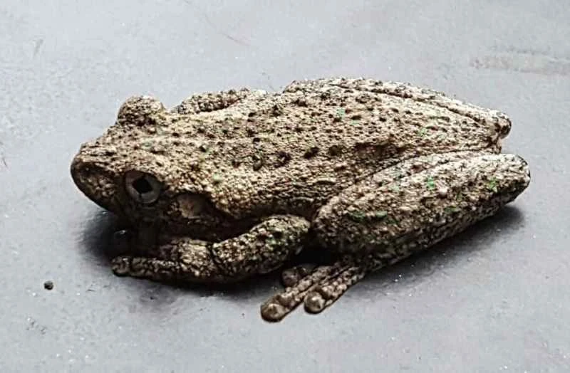 Peron's tree frog