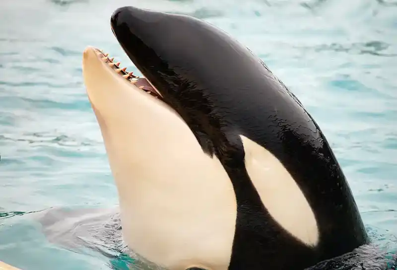 Orca, Orcinus orca