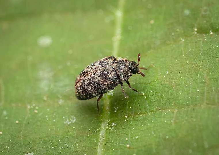 Australian carpet beetle