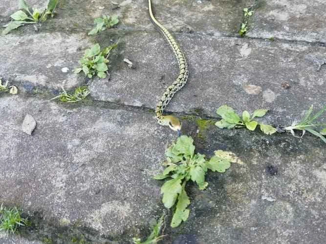 Black-browed Rat Snake