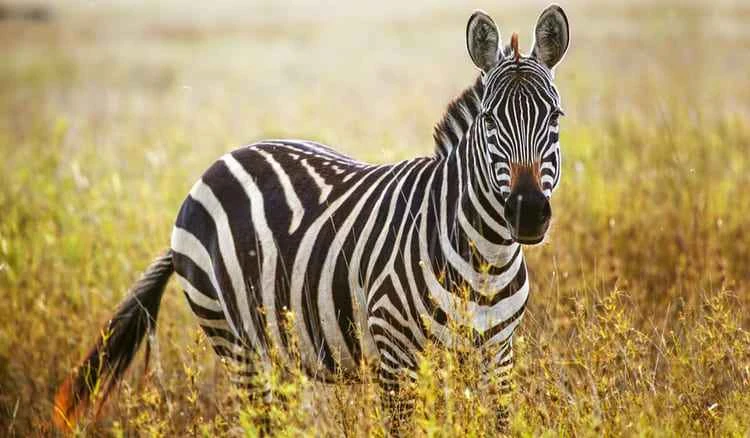 Grevy's zebra