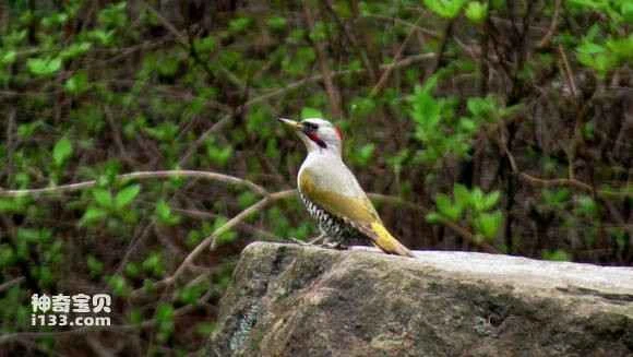 2023060415636541.jpg eaf20a390cd7912387bc60f8a6345982b3b78055_九雷图片转换器.jpg