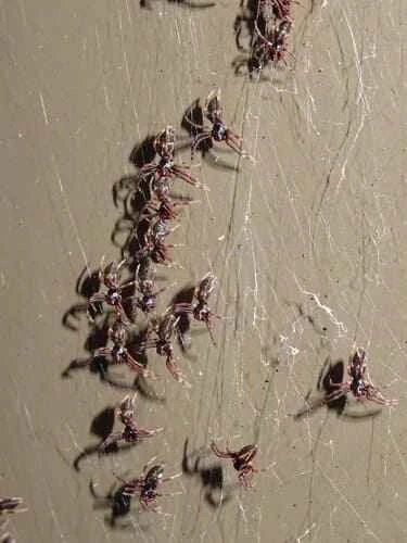 Rufous web-slinging spider