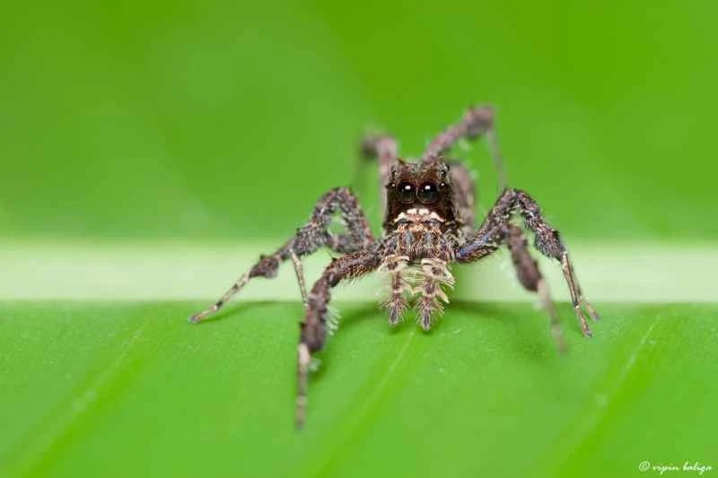 Tassel Jumping Spider