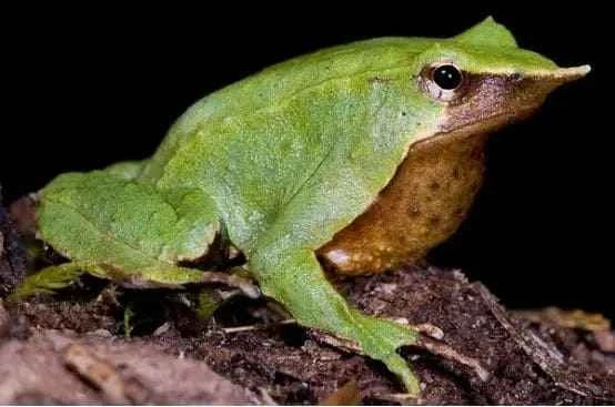 Darwin's Frog