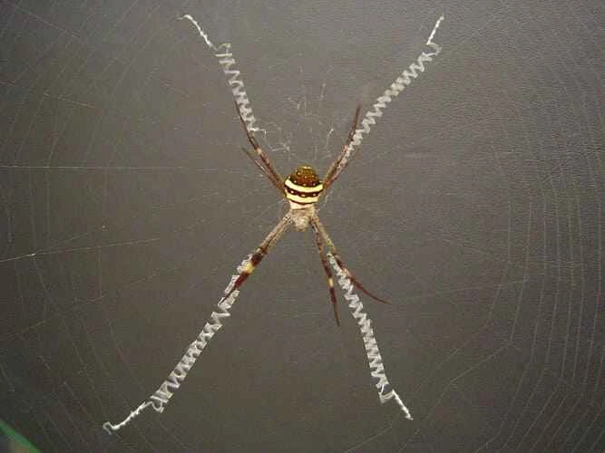 Argiope keyserlingi (and closely related Argiope keyserlingi) is a species of spider found in St. Andrew's Cross.