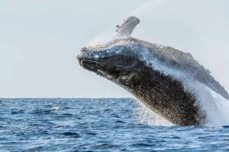 Humpback whale, Megaptera novaeangliae