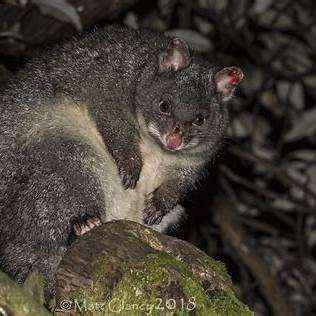 Mountain brushtail mink