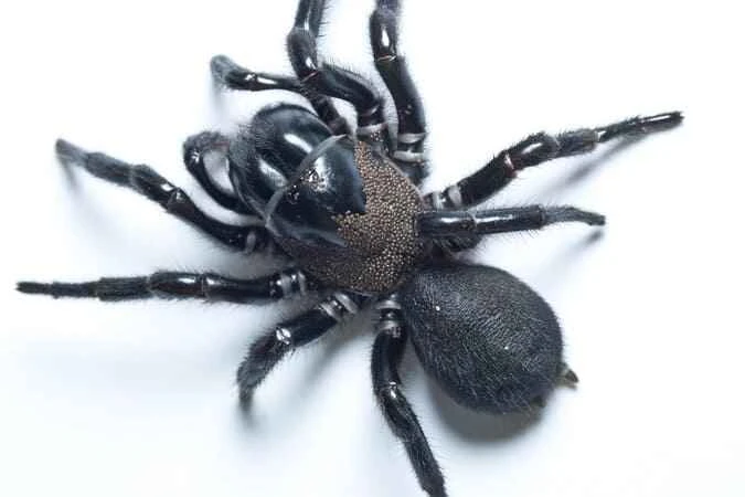 Australian funnel-web spider