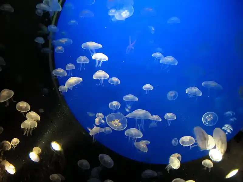 Scyphozoa (True Jellyfish: General Overview)