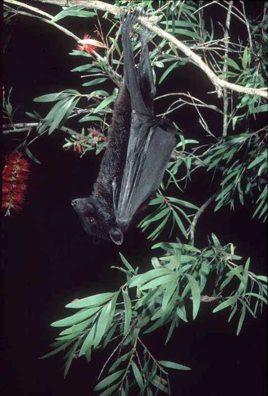 Black Fox Bat, Pteropus alecto