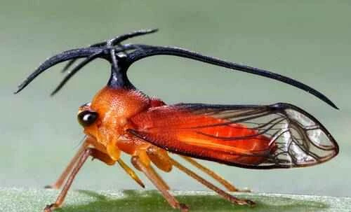 Treehoppers, tree lice, spiny lice, and stinging insects