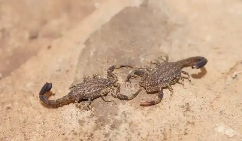 Marble Scorpion, Lychas marmoreus