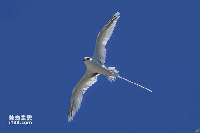 White-tailed pheasant, white-tailed tropical bird, long-tailed tropical bird