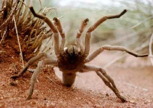Australian tarantula, Theraphosidae (representative genera: Selenocosmia, Phlogius, Selenotholus, Selenotypus)