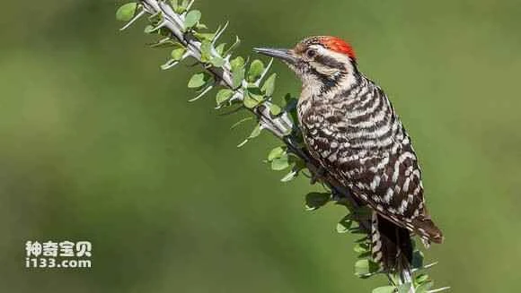 2023053037668703.jpg 3de7657a02087bf4e0bcc291f9d3572c10dfcfee_九雷图片转换器.jpg