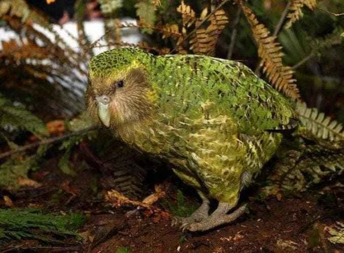 Kakapo (Kākāpō),Strigops habroptilus
