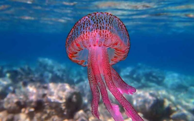 Jellyfish (Medusozoa)