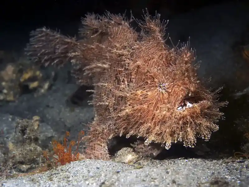 Japanese Anglerfish / Yellow Anglerfish