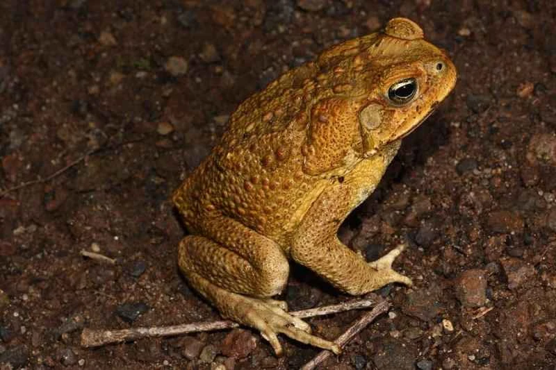 Cane Toad (Rhinella marina)
