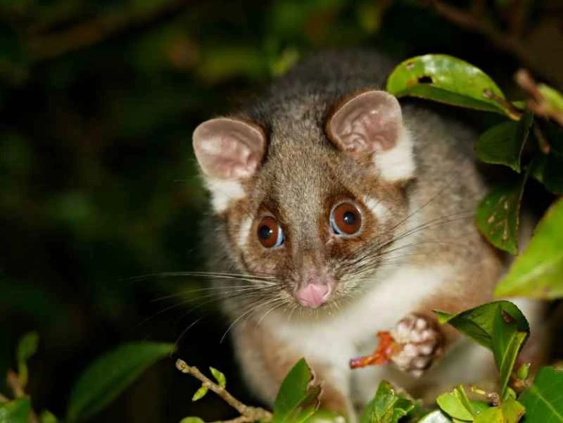 Eastern grey kangaroo, Macropus giganteus