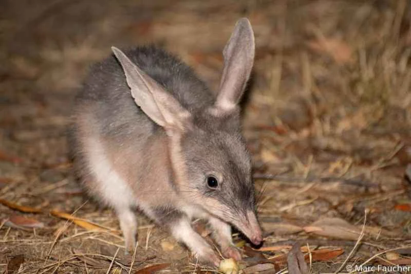 Large bilby (Macrotis lagotis)