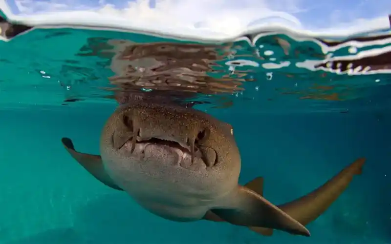 Nurse shark (Ginglymostoma cirratum)