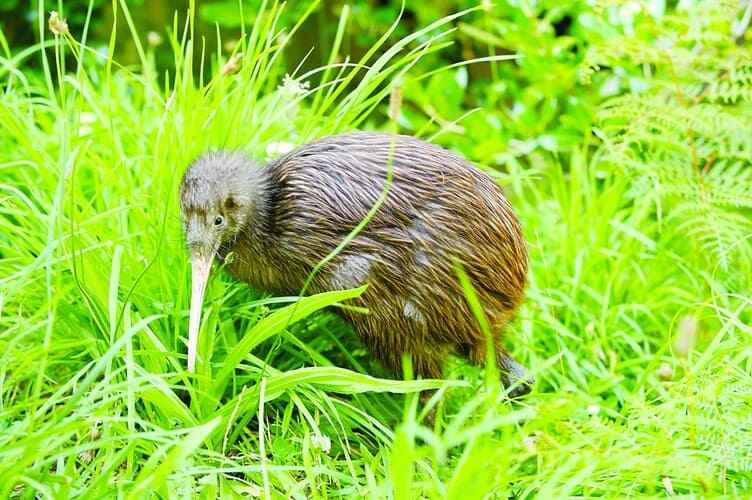 Kiwi (General Overview)