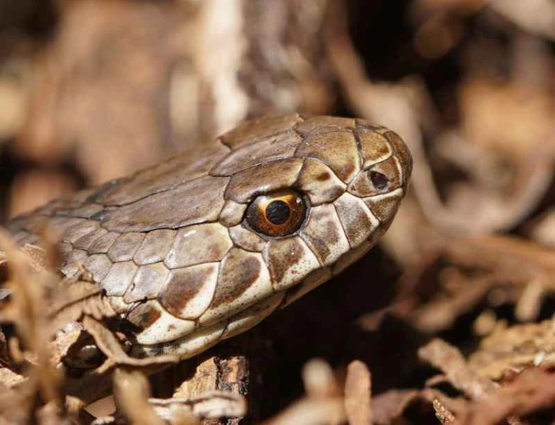 Australian Copperhead Snake