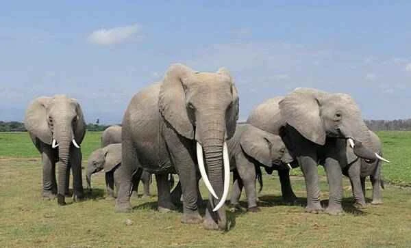 African savanna elephant