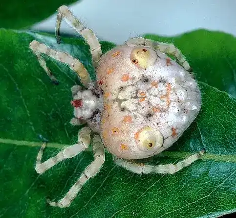Ornate spider,Ordgarius magnificus