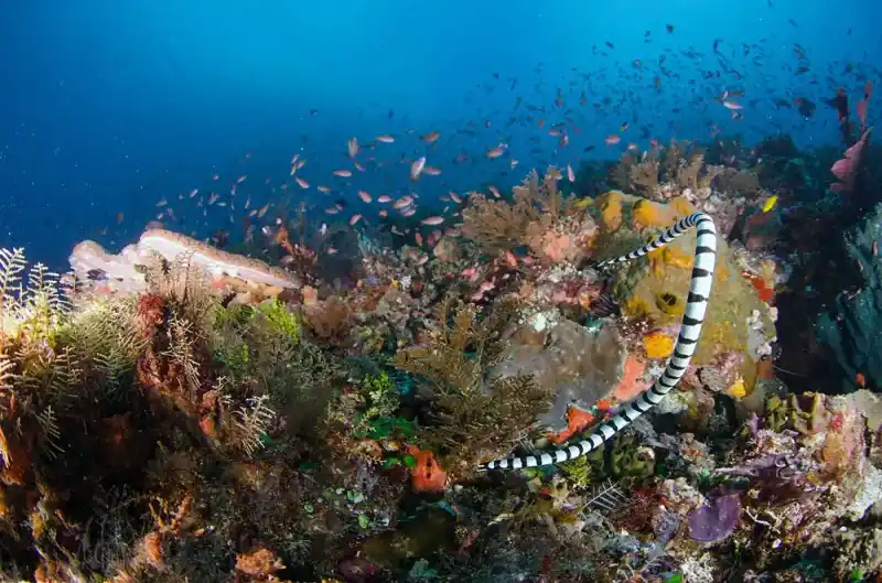 Sea Snakes (Overview)