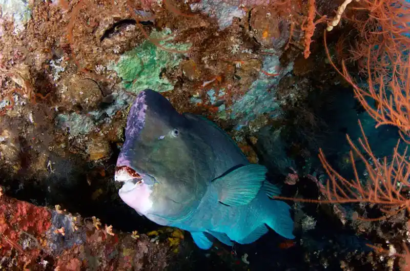 Bumphead parrotfish