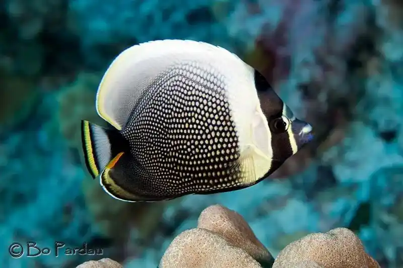 Butterflyfish family (Chaetodontidae)