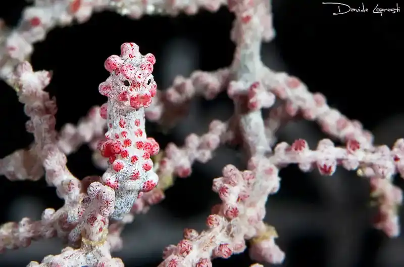 Dwarf Seahorse