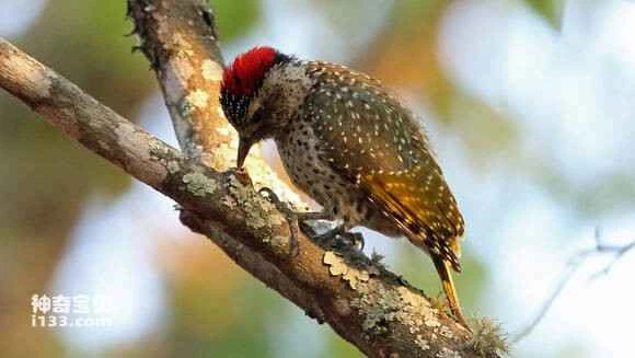 2023060178162413.jpg 2a27dc18ebc4b7454cd9d7abc4fc1e178b8215b4_九雷图片转换器.jpg