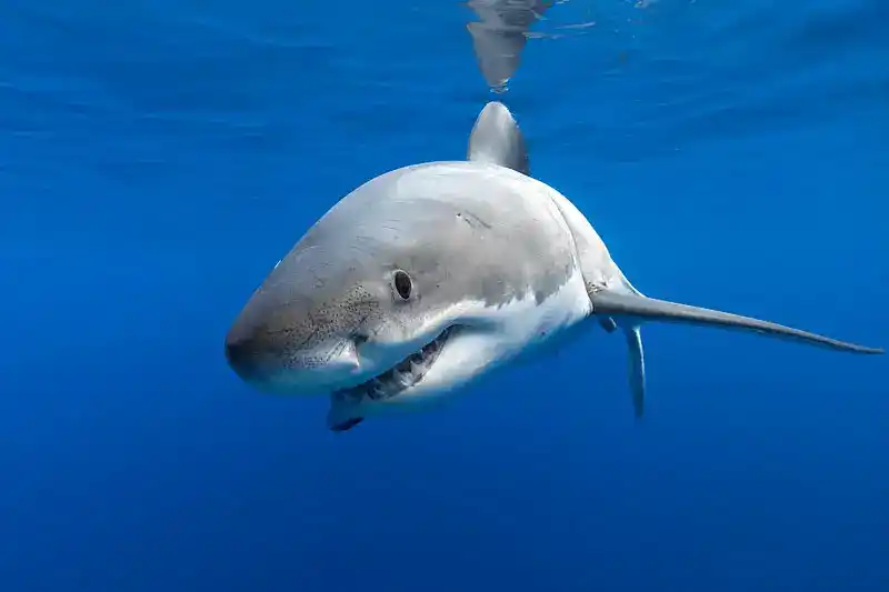 Great White Shark, Carcharodon Carcharias