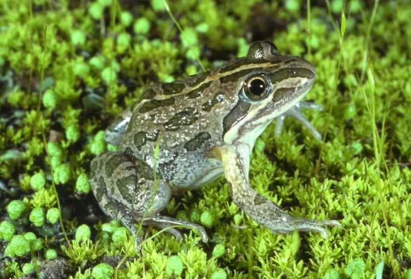 Spotted swamp frog, Limnodynastes tasmaniensis