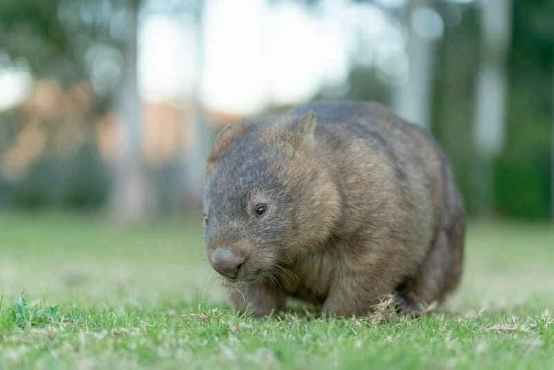 Common wombatus, Vombatus ursinus
