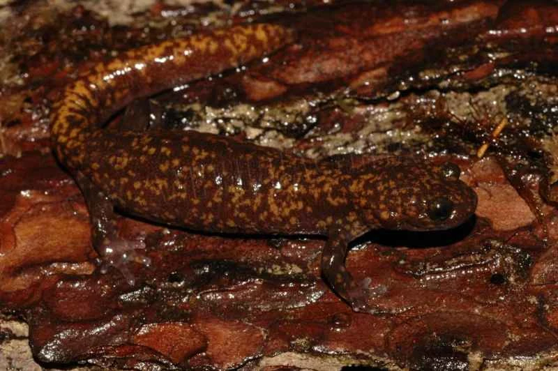 Taiwanese salamander, Hynobius formosanus