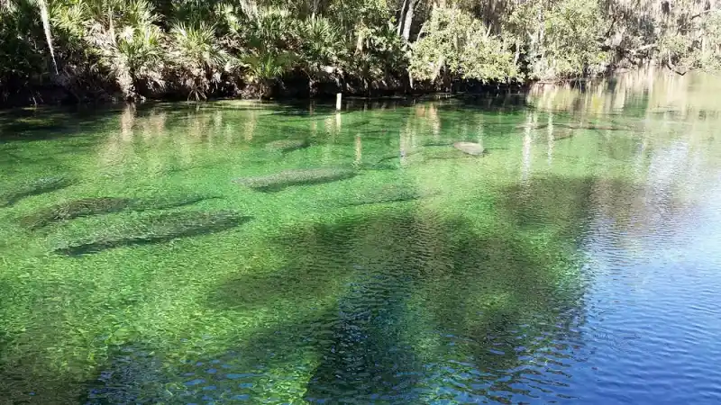 manatee