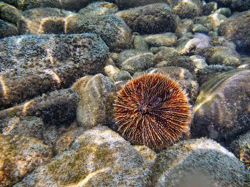 sea ​​urchin
