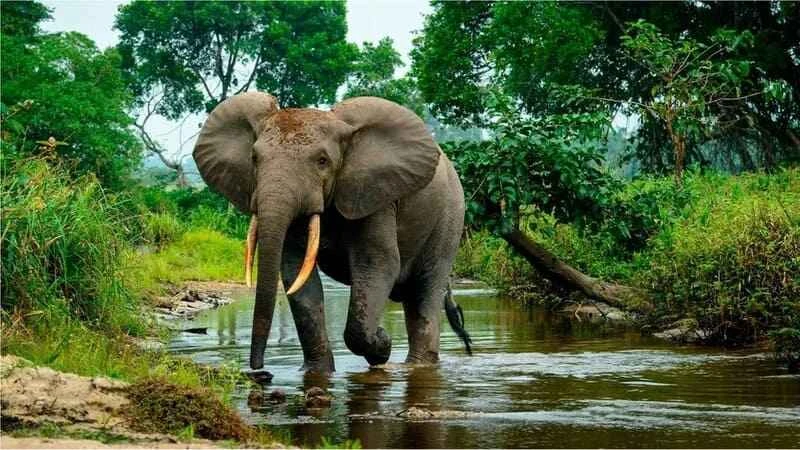 African forest elephant