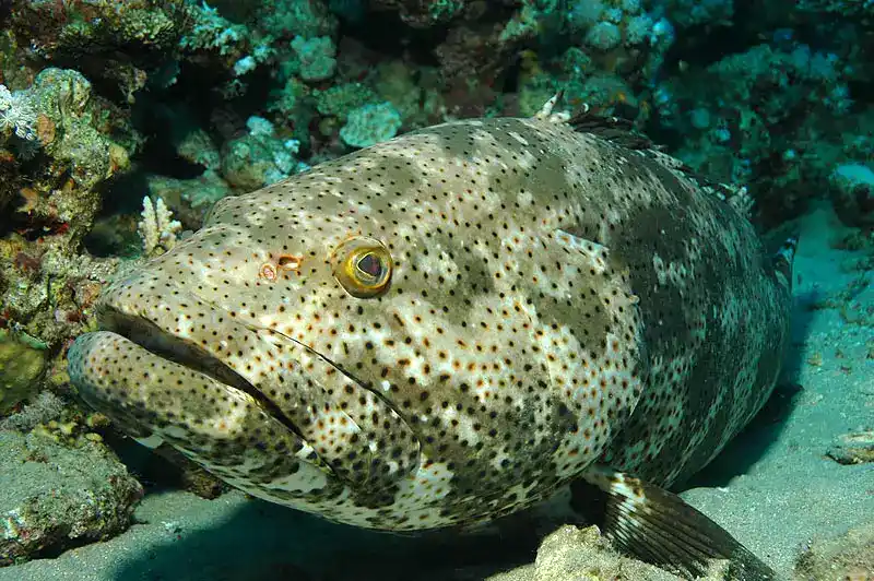 Grouper