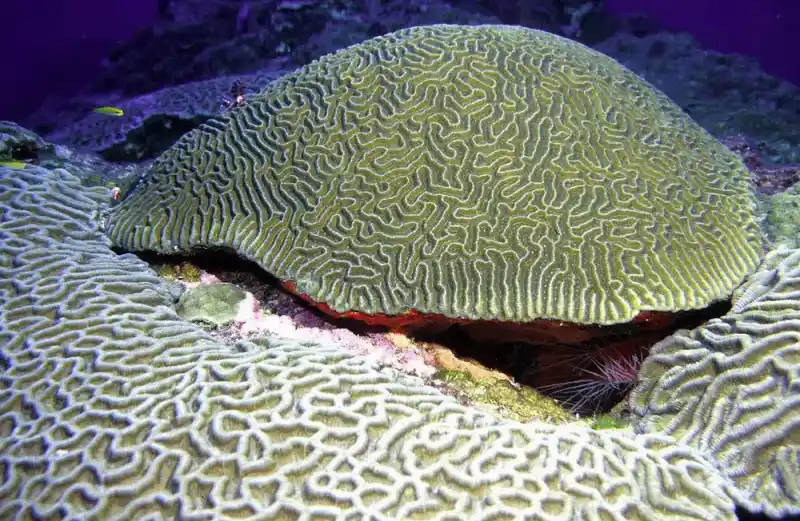 Open brain coral (folded brain coral)