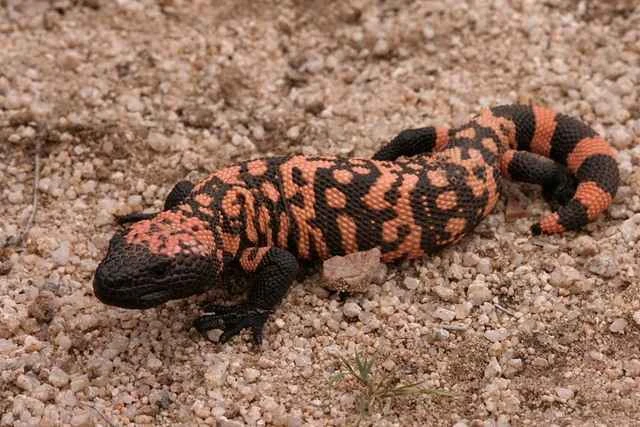 Gila monster, American tarantula, Gila monster, blunt-tailed tarantula, Aztec lizard